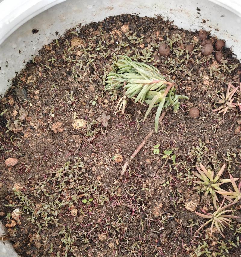 大花牵牛花的种植步骤是什么？