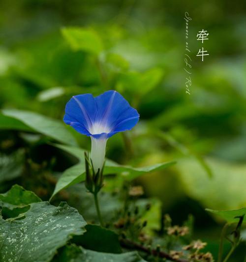 大花牵牛花的种植步骤是什么？