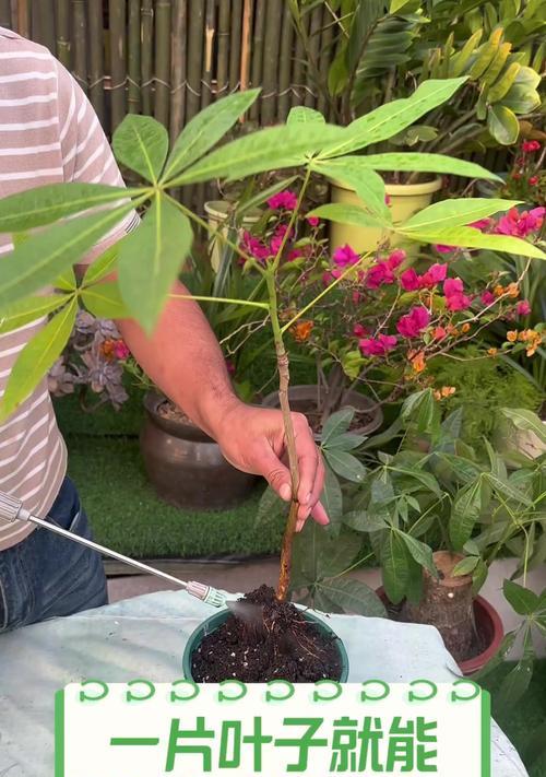 什么植物可以通过叶片进行繁殖？