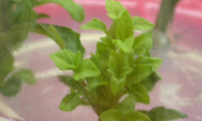 什么植物可以通过叶片进行繁殖？
