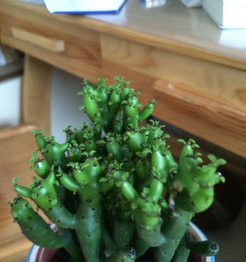 植物膨珊瑚的养殖技巧有哪些？