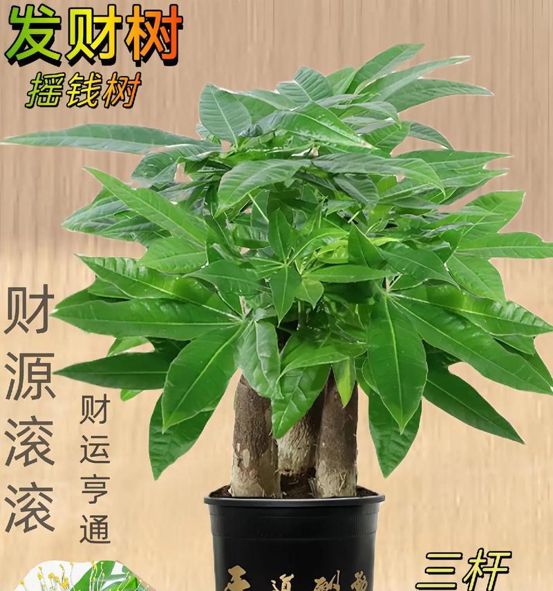 家庭养殖发财树的注意事项？