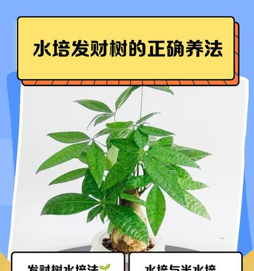 家庭养殖发财树的注意事项？