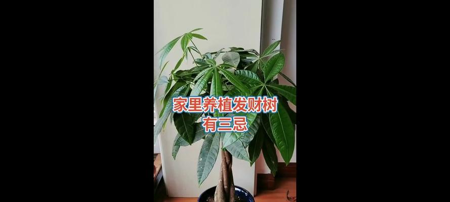 家庭养殖发财树的注意事项？