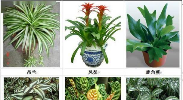 植物的品种有哪些？如何选择适合自己的植物品种？