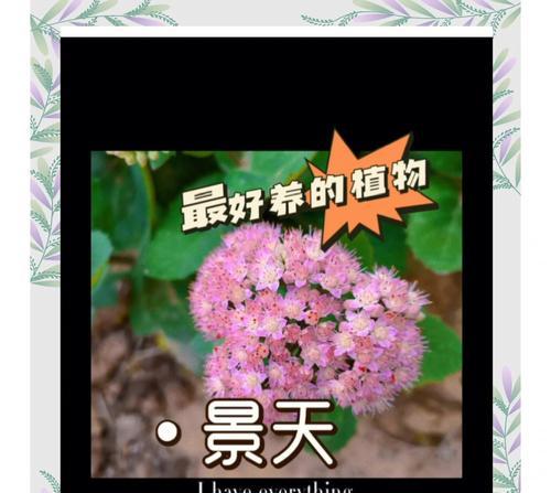 植物的品种有哪些？如何选择适合自己的植物品种？