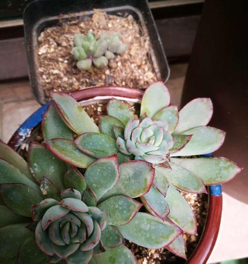 花月夜浇水的正确方法是什么？