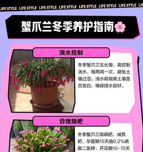 蟹爪兰休眠期怎么判断？有哪些特征可以观察？