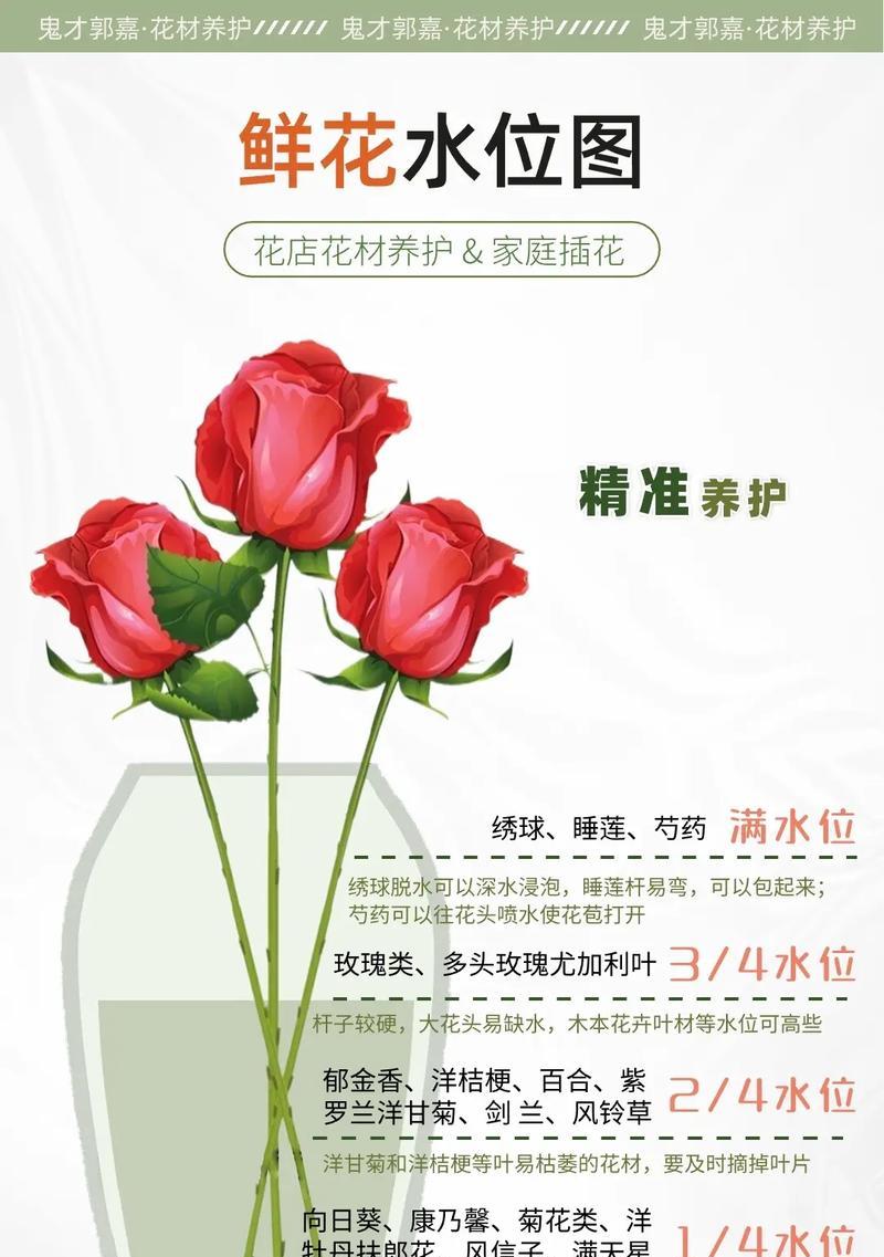 郁金香鲜花的养护要点是什么？