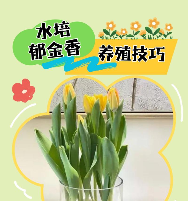 郁金香鲜花的养护要点是什么？