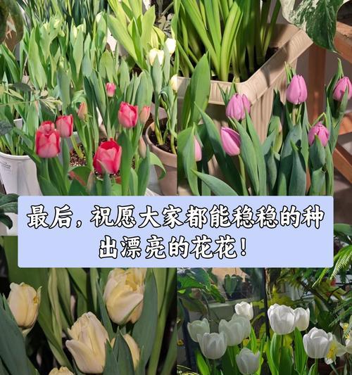 郁金香鲜花的养护要点是什么？