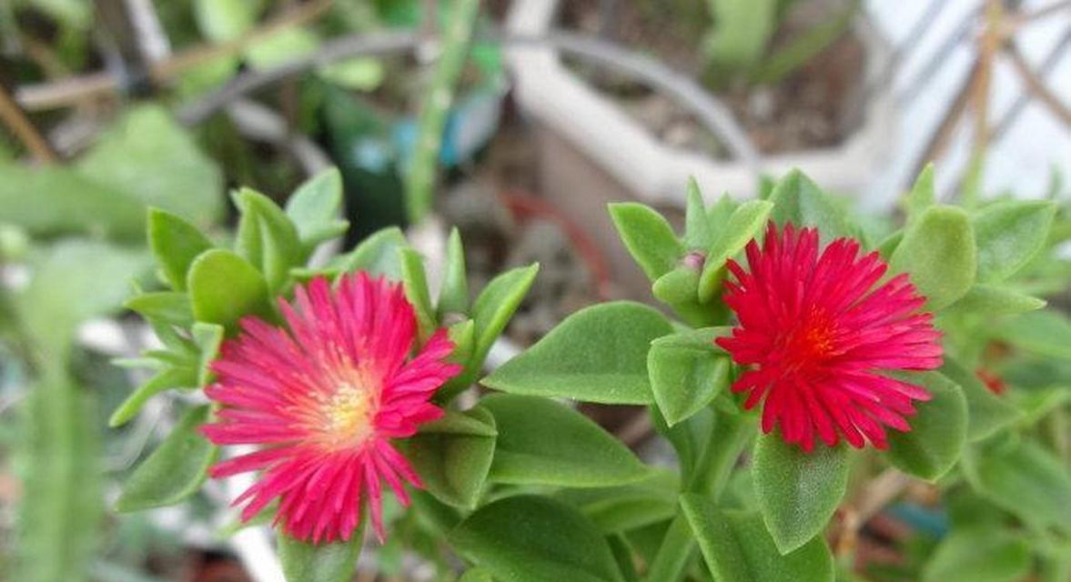吊兰花有哪些独特特点？