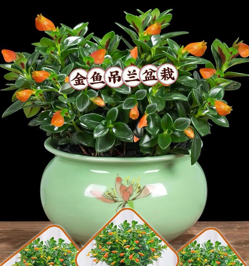 吊兰花有哪些独特特点？
