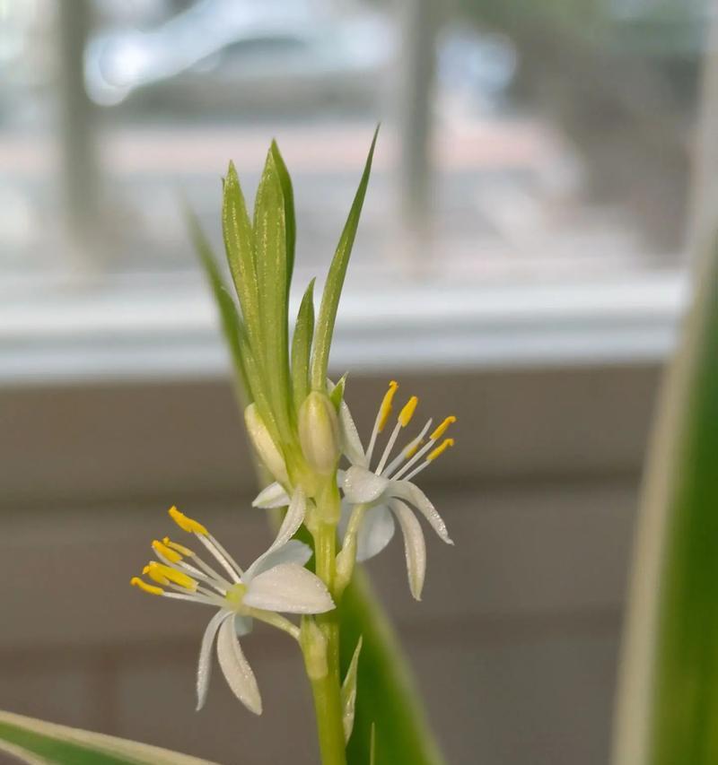 吊兰花有哪些独特特点？