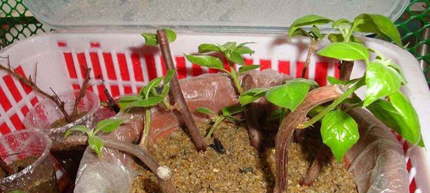 刺梅繁殖的有效方法是什么？繁殖后如何进行管理？