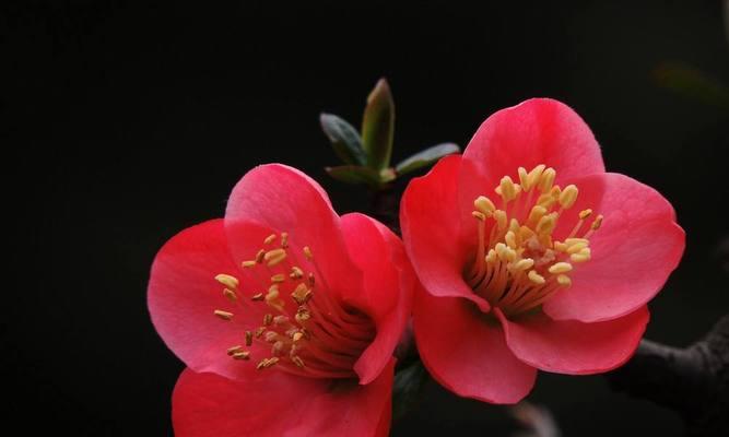海塘花的养殖技巧有哪些？怎样才能养出美丽的海塘花？