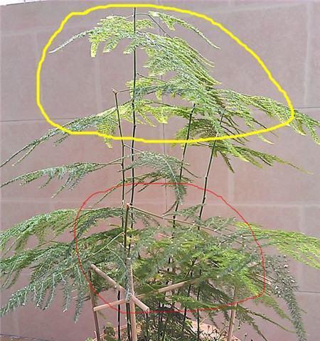 文竹的修剪和造型技巧是什么？如何打造理想的文竹形态？