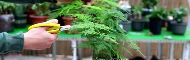 文竹的修剪和造型技巧是什么？如何打造理想的文竹形态？