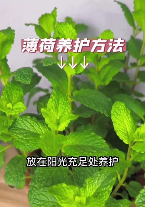 盆栽薄荷施肥的最佳时间和方法是什么？