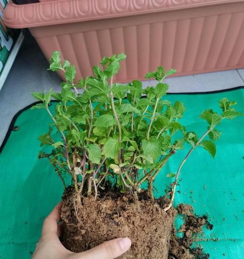 盆栽薄荷施肥的最佳时间和方法是什么？