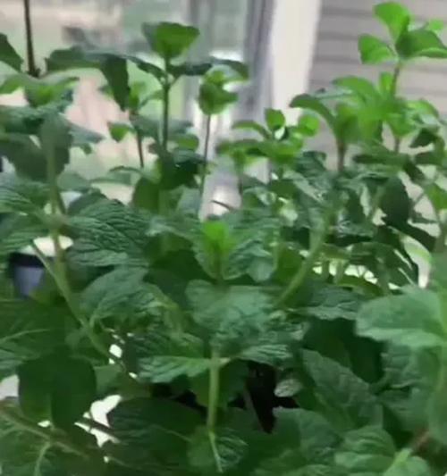 盆栽薄荷施肥的最佳时间和方法是什么？