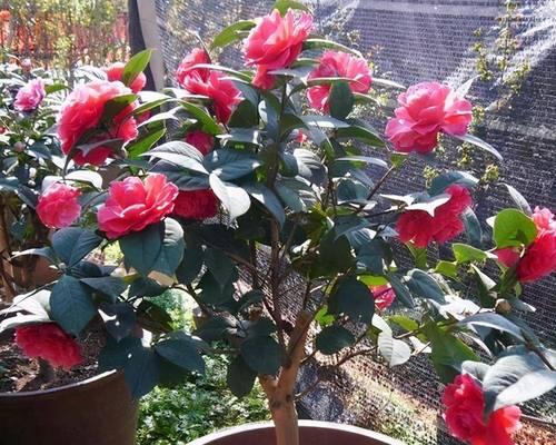 花卉有哪些好处？室内种植花卉的好处是什么？