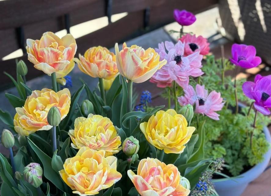 花卉有哪些好处？室内种植花卉的好处是什么？