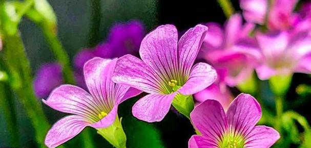 日日红花的日常护理要点有哪些？怎样才能让日日红花持续开花？