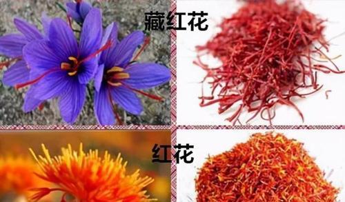 日日红花的日常护理要点有哪些？怎样才能让日日红花持续开花？