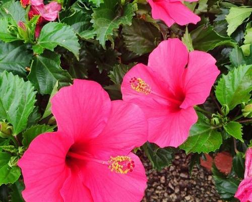 日日红花的日常护理要点有哪些？怎样才能让日日红花持续开花？