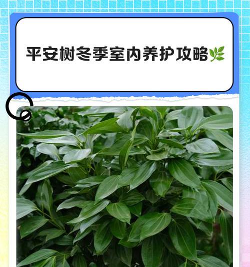 平安树养殖中常见的问题及解决方法是什么？