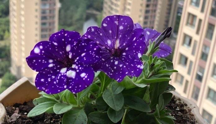 牵牛花的日常养护技巧有哪些？