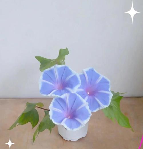 牵牛花的日常养护技巧有哪些？
