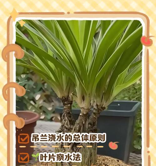 吊兰浇水的正确方法是什么？吊兰浇水需要注意什么？