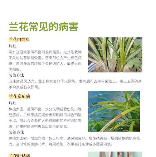 室内兰花的养殖技巧和常见问题有哪些？