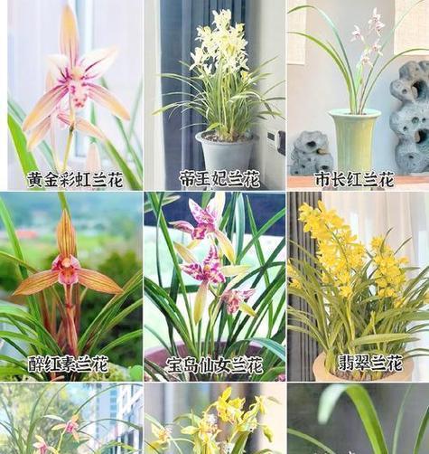 室内兰花的养殖技巧和常见问题有哪些？