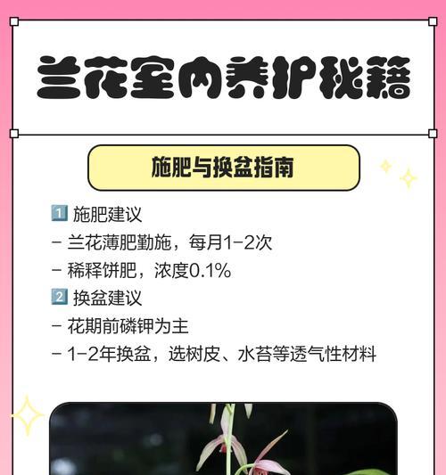 室内兰花的养殖技巧和常见问题有哪些？