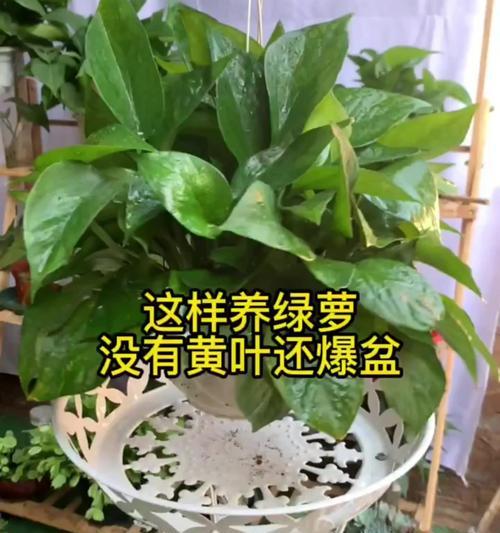 绿萝缠绕技巧是什么？
