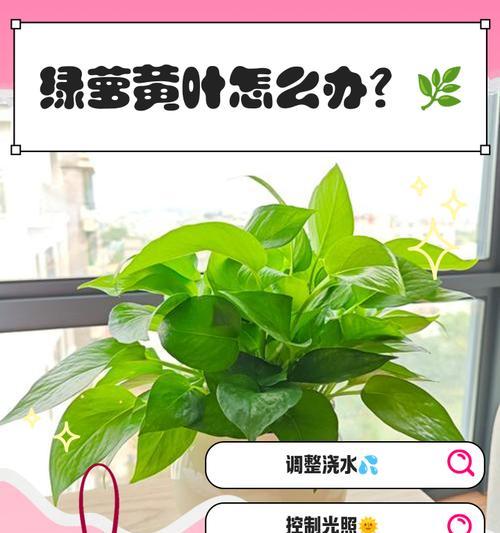 大绿箩叶子发黄？如何恢复绿色？