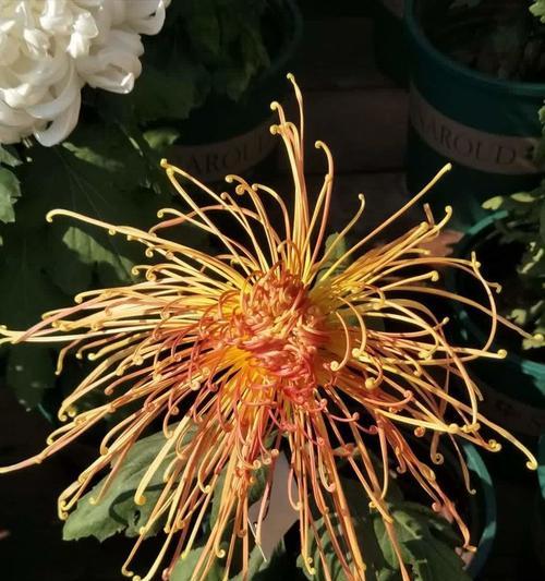 秋菊有哪些品种？不同品种秋菊的花期和特点是什么？