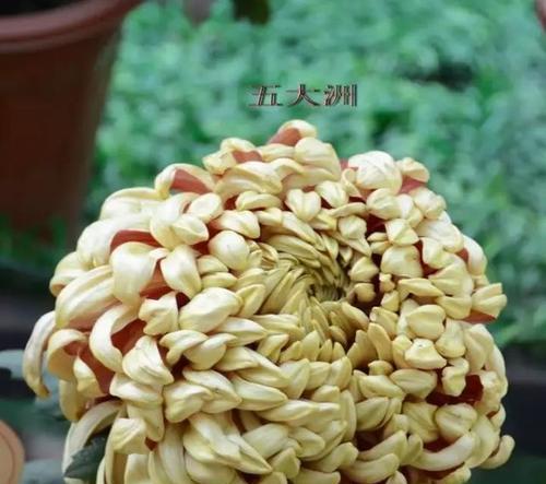秋菊有哪些品种？不同品种秋菊的花期和特点是什么？