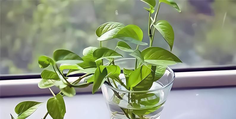 绿萝柱叶子黄化问题如何解决？
