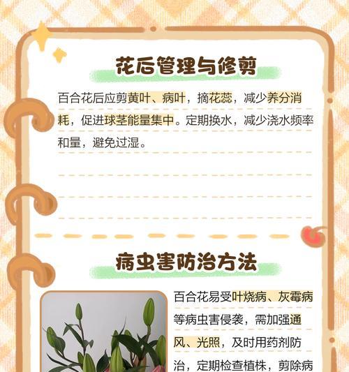 百合花养殖过程中需要注意什么？