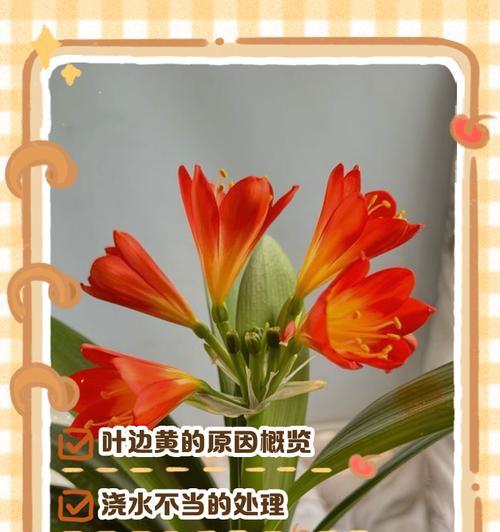君子兰叶片变黄的可能原因及解决办法是什么？