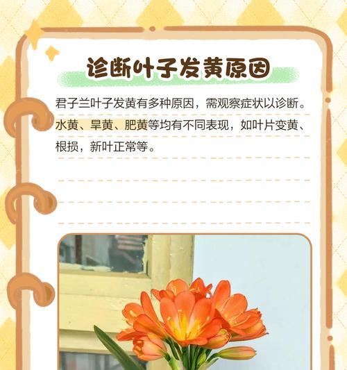 君子兰叶片变黄的可能原因及解决办法是什么？