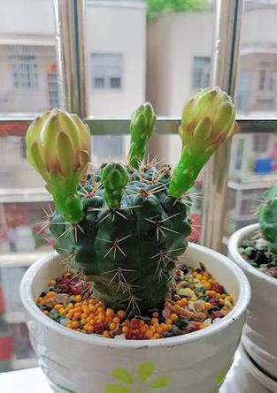 仙人球绯花玉养护要点是什么？如何养出状态？
