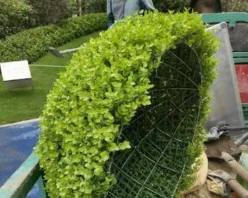 哪些植物可以造型？如何打造个性化的植物造型？