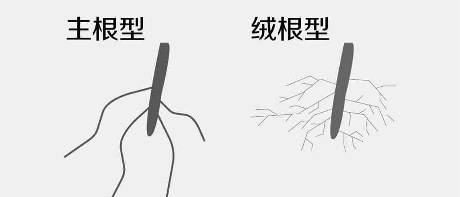 生石花修根的正确方法和注意事项是什么？