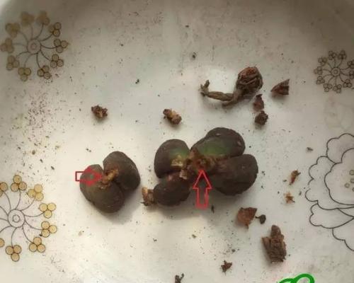 生石花修根的正确方法和注意事项是什么？