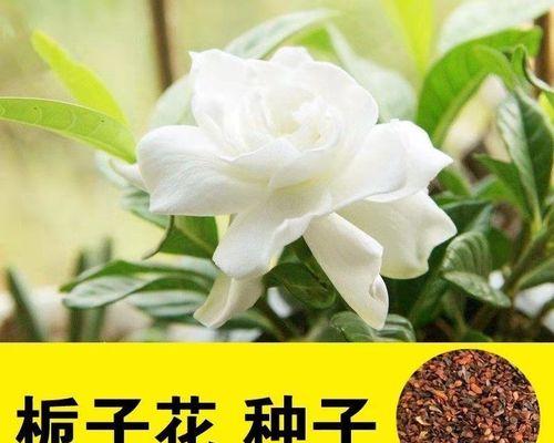 栀子重瓣品种有哪些？如何选择适合的栀子重瓣品种？